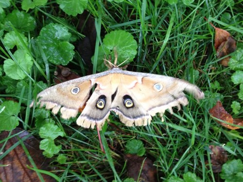 paulasheaven's profile picture. 