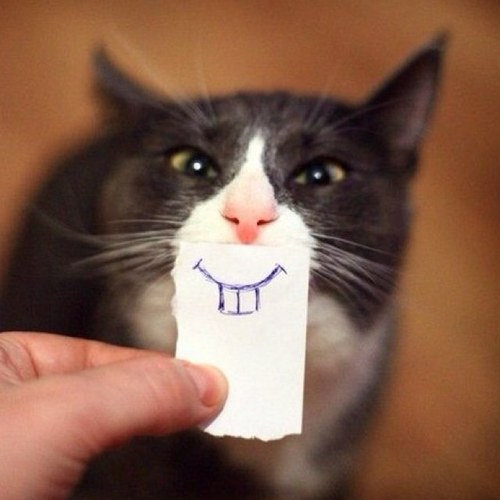 Twitter about funny cats