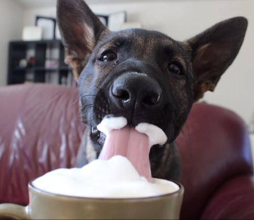 AFBoilerChik's profile picture. 