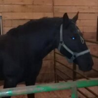 Vintage Springs Farm (@vintagesprings) Twitter profile photo