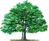 To provide Excellent Tree Service to all our valued customers in Raleigh N.C.
