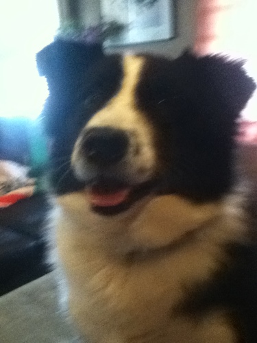 I LUV PIZZA,TEAM FORTRESS 2,SLYFOXHOUND,YOGSCAST,CREEPYPASTAS,ANDDD DOGS :DBtw that dog up there is 1 or 2 of mah dogs :D