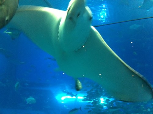 Kaz0809's profile picture. 