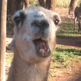 Spend every day grazing on the succulent succulence in my meadow and sharing wisdom with the world on twitter!