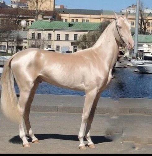 ليل المحبين يا طوله = اسود صباحة مثل ممساه