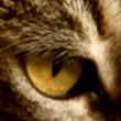 @lovingcatz