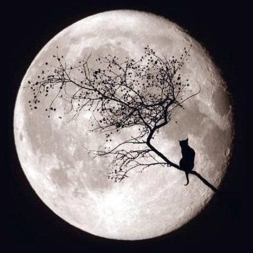 Destiny_Impluse's profile picture. 