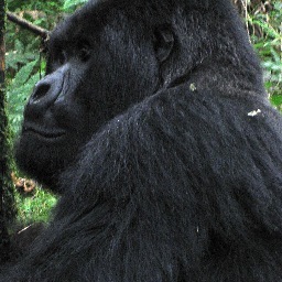 Watchbirdie's profile picture. Journalist Rtd