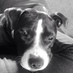 Paula Howarth (@currypotty) Twitter profile photo