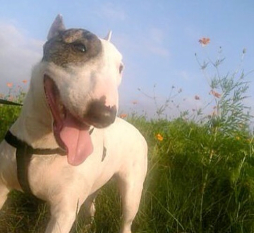 Bull terrier is great family~