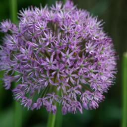 Alliummax's profile picture. Live life today