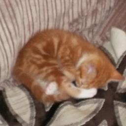 JadeLaraArthurs's profile picture. I love animals and want to be a Zoo keeper when I am older. I have a cat called Toffee.  I am a big fan of JLS. 
I love my chocolate. I am also in college