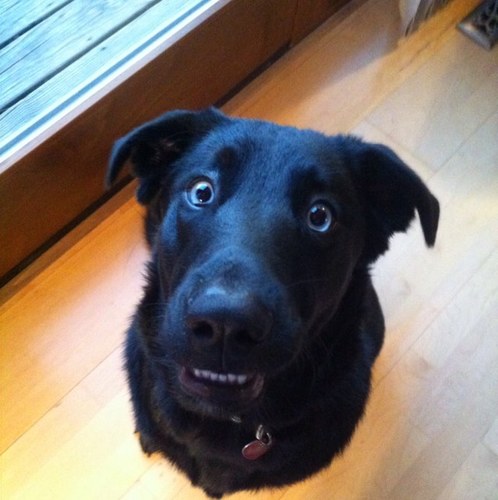 2knuckles1's profile picture. 