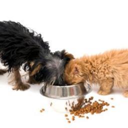 Providing assistance to low income pet owners in order to reduce the surrender and abandon rate of dogs and cats in our community.