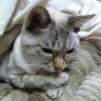 綾(あや) (@prlucot) 's Twitter Profile
