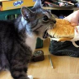 I eat cats.