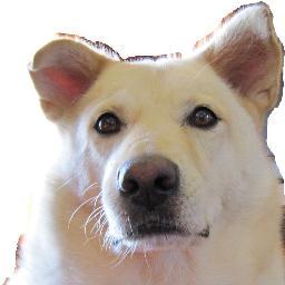 長崎出身鹿児島在住。スポクラ好き。Kポ好き。人間っぽい白い犬と暮らしてます。안녕하세요.