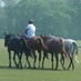 Firethorn Polo (@firethornpolo) Twitter profile photo Firethorn Polo (@firethornpolo) Twitter profile photo