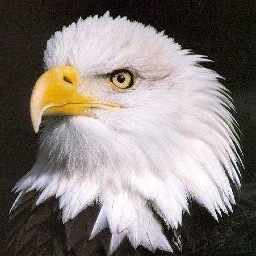 President K-P Group LLC