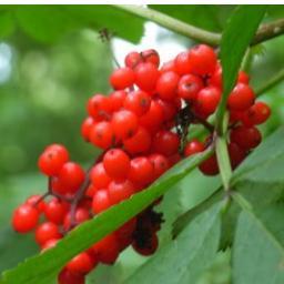 littlesundevil's profile picture. Die Sonne ist teuflisch gut :-)