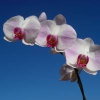 viviennehachee's profile picture. En maison neuve, qui rien n'y porte, rien n'y trouve.