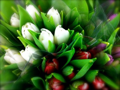 Annamoru's profile picture. 