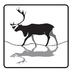 Cairngorm Reindeer (@reindeerherd) Twitter profile photo Cairngorm Reindeer (@reindeerherd) Twitter profile photo