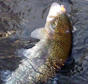 ciarantms's profile picture. 7th Grade ELA teacher