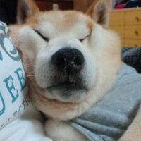 マメ隊長とポンチョ。（ちょい低出没中） (@ponzounosuke) 's Twitter Profile