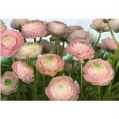 LANeel825's profile picture. Artist Manager for @LisaTorresMusic