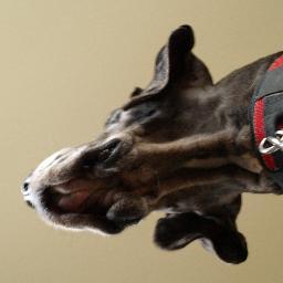 We are working on beautiful pictures 4 you.
As soon as I got news, I let you know!