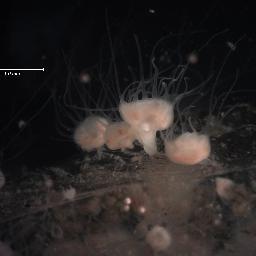 All things citizen science | Lapsed marine ecologist | Invertebrate enthusiast | Foster mom | Tweets are my own.