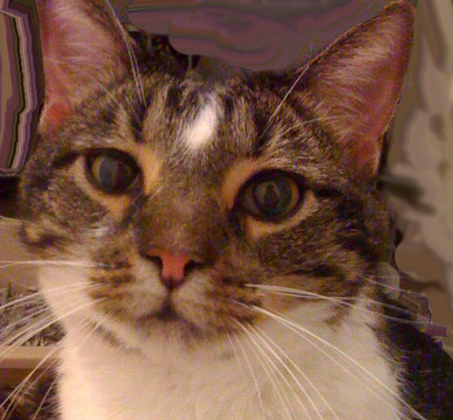 CallawayTheCat's profile picture. I am Callaway, a cat without insurance, who needs to pay off his medical expences.
