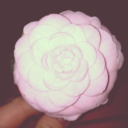 ashMOMMA24's profile picture. ✌