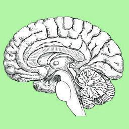 My laboratory studies autism & other neurodevelopmental conditions. Check out my blog https://t.co/tAxrnVuYk9 for the latest. #autism #TMS #neurofeedback