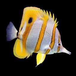 Online Marine Reef specialist
