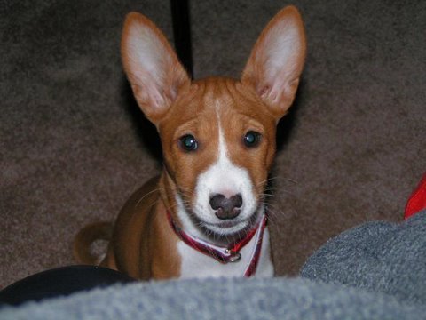 Love basenjis, my children and grandchildren, reading, nature.