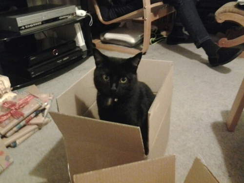 , Cat lover, Avid reader, Traveler.
