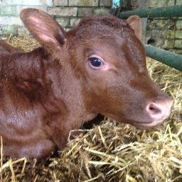 Shuttleworth College Farm aims to combine productive and innovative farming with an educational resource that allows students to  practise skills and have fun!