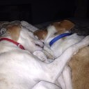 Laura Bourg - @sparkysouth - Twitter