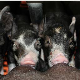 AnimalScienceUA's profile picture. We prepare our students for the world of animal science with hands-on experience & practical knowledge. We also have a Pre-Vet program and 2 vets on staff.