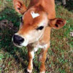 Yeshua4Animals's profile picture. ‘Assuredly, I say to you, 
inasmuch as you did it to 
one of the least of these 
My brethren, you did it to Me.’
-Matthew 25:40 📖