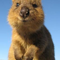 inviziblll's profile picture. 