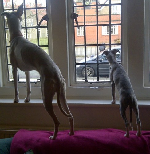 Mum, wife, whippet lover