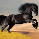 black.horse.1956 (@1956Gmail) Twitter