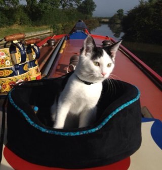 TiddlesPlumpkin's profile picture. Hi, I'm Master Tiddles Plumpkin. Come join me on my journeys on the canals with @CanalArts and @nb_empire!