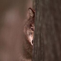 Award-winning nature photographer, filmmaker, and environmentalist.