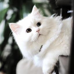 SayaAndTara1's profile picture. daily life of two cute persian kittens.

Saya : female - gray

Tara : male - white