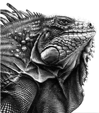 LaIguanedeBosto's profile picture. la iguana de Boston!