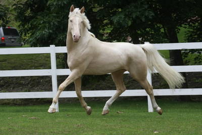i love appendix qh! true barn facts on drama and horsemenship...